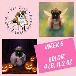 Goldie - Fawn female Boxer puppy in Jupiter, Florida from CJM Boston and Boxer Puppies