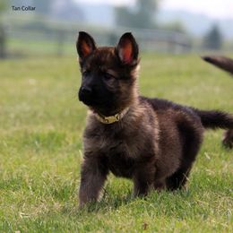Boy 3 - Sable male German Shepherd puppy in Black Creek, Wisconsin from Copper View Farm German Shepherds and Labrador Retreivers