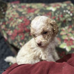 Lassen - Gold male Labradoodle puppy in Somerset, California from Annie’s Animals