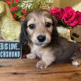 Bunny - Cream female Dachshund puppy in Perryville, Maryland from Heavenly Heritage Dachshunds and Doods