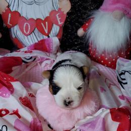 Sadie (Girl 2) - Parti female Yorkshire Terrier puppy in Cottageville, South Carolina from Mandy's Yorkie's , Yorkiepoo's & Maltipoo's