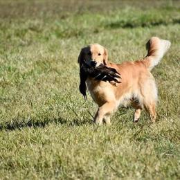 Golden Retriever Puppies from Golden Bunns Retrievers