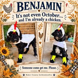 Benjamin - Black male Goldendoodle puppy in Macclenny, Florida from Baker County Goldendoodles