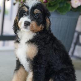 Rouge (socialization program student) - Tri-color male Bernedoodle puppy in Dundee, Ohio from Down Home Doodle