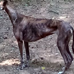 Greyhounds from Eyrie Hounds