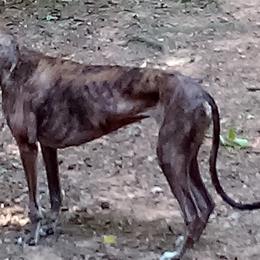 Greyhounds from Eyrie Hounds