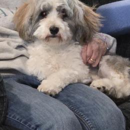 Athena - Red sable female Havanese puppy in Silver Spring, Maryland from GoldDust Havanse