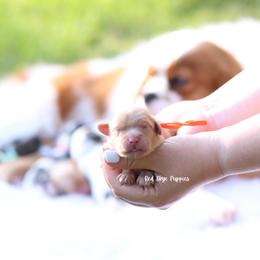 Orange Collar Male - Apricot male Cavapoo puppy in Republic, Missouri from Red Skye Puppies