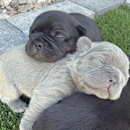 Isabella girl - Blue female French Bulldog puppy in Gilbert, Arizona from Gilbert Puppies