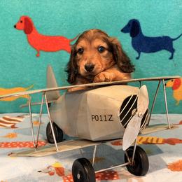 Light colored boy - Cream male Dachshund puppy in Hesperia, California from Aviator Doxies