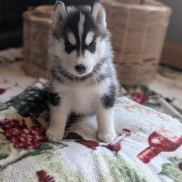Siberian Husky Puppies from Kaleidoscope