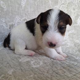Girl 1 - White black and tan female Wire Fox Terrier puppy in Lancaster, Missouri from Missouri Meadows Farm