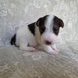 Girl 1 - White black and tan female Wire Fox Terrier puppy in Lancaster, Missouri from Missouri Meadows Farm
