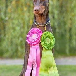 Doberman Pinschers from Candace Brey's Doberman Pinschers