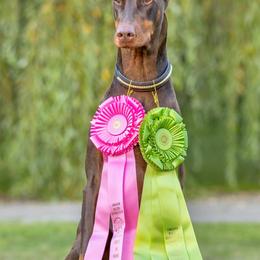 Doberman Pinschers from Candace Brey's Doberman Pinschers
