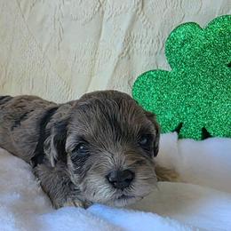 Rachel ( white collar) - Merle female Schnoodle puppy in Novinger, Missouri from Stormi Sky Schnoodles