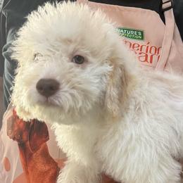 Cornbread - Orange roan male Lagotto Romagnolo puppy in Chicago, Illinois from Midwest Lagotto Romagnolo