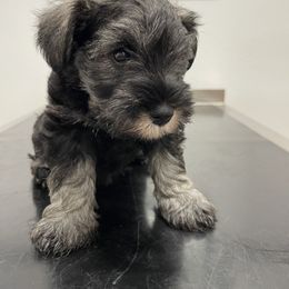 Miniature Schnauzer Puppies from Black Gold Miniature Schnauzers
