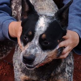Tekoa (for sale) - Australian Cattle Dog