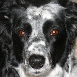 Border Collies from LaTiKi Border Collies