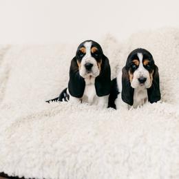 Pancake - Black white and brown female Basset Hound puppy in Fayette, Missouri from Lazy B Bassets and Dalmatians