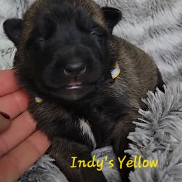 Indy's Yellow - Mahogany female Belgian Malinois puppy in Berry, Alabama from North River k9
