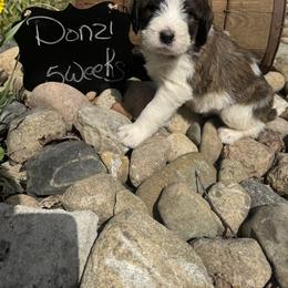 Donzi - Mahogany and white male Saint Berdoodle puppy in Traverse City, Michigan from Bare Paws Saint Berdoodles