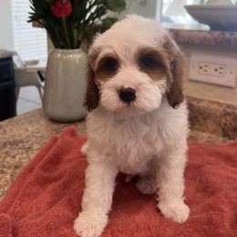 Cavapoo puppies from Dashing Dogs