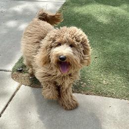 Goldendoodle Puppies from Lundee Doodles