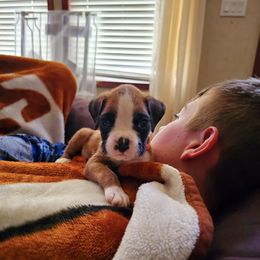 Boxer and Shih Tzu Puppies from L&L European Boxers and Shih Tzus