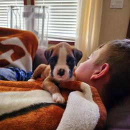 Boxer and Shih Tzu Puppies from L&L European Boxers and Shih Tzus