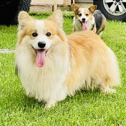 Leo - Pembroke Welsh Corgi