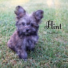 Flint - Brown male Mi-Ki puppy in Elizabeth, Colorado from Royal T Mi-Kis