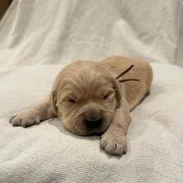 Male pick 3 - Golden male Golden Retriever puppy in Colville, Washington from Columbia Ridge Goldens