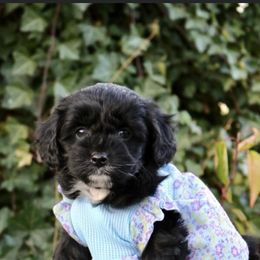 Aussiedoodle Puppies from Johnson’s Highland Pride Aussiedoodles