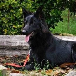 German Shepherd All Grown Up from Prize Pups