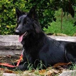 German Shepherd All Grown Up from Prize Pups