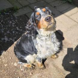 Levi - English Springer Spaniel