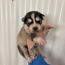 Pink - Gray and white female Siberian Husky puppy in Jonesborough, Tennessee from Dry Creek Siberians