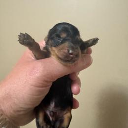 Barack - Black and tan male Dachshund puppy in Knoxville, Tennessee from East TN Dachshunds