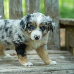 Simea - Blue merle female Miniature American Shepherd puppy in Niles, Michigan from Impression Dogs
