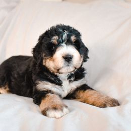 Aussiedoodle, Australian Labradoodle, Bernedoodle, and Golden Retriever Puppies from Golden Light Puppies