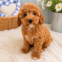 Breeze - Red  male Poodle puppy in Wharton, Texas from In the Red Poodles