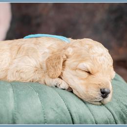 Aaron - Red male Cockapoo puppy in Connersville, Indiana from Deaz Doodle Ranch