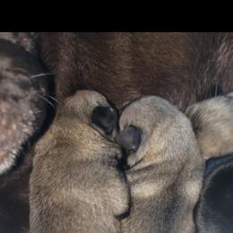 Pug Puppies from Carla's Pugs