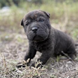Metal head - Black male Chinese Shar-Pei puppy in Lehigh Acres, Florida from Florida Wrinkles
