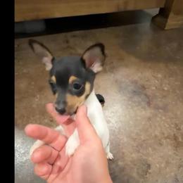 Boy 1 - White black and tan male Toy Fox Terrier puppy in Shawnee, Oklahoma from Heartland Toy Fox Terriers
