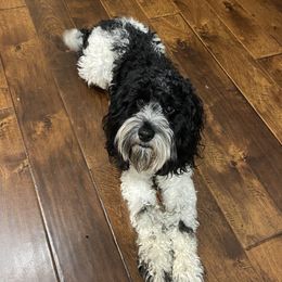 Cockapoos from Darling Doodles