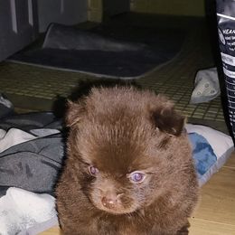 Pomeranian and Shetland Sheepdog Puppies from K&A Little Wonder's