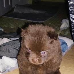 Pomeranian and Shetland Sheepdog Puppies from K&A Little Wonder's
